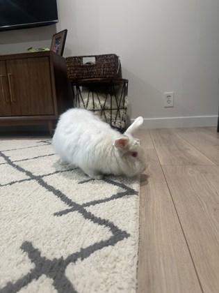 Pantene, a Adoptable mixed breed in Everett, WA image 1/3