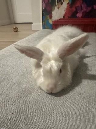 Enlarge Pantene, a Adoptable mixed breed in Everett, WA image 2/3