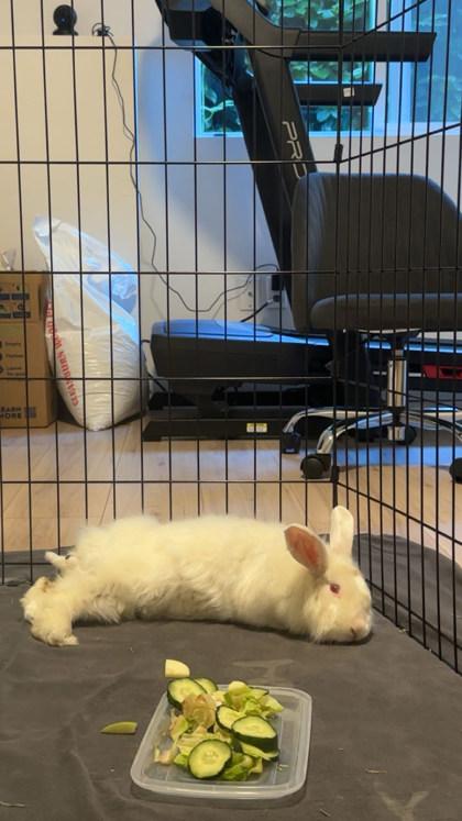 Pantene, a Adoptable mixed breed in Everett, WA image 3/3