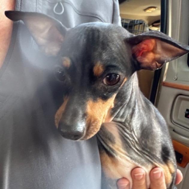 Rhonda, Adoptable, Adult Female Chihuahua & Dachshund.