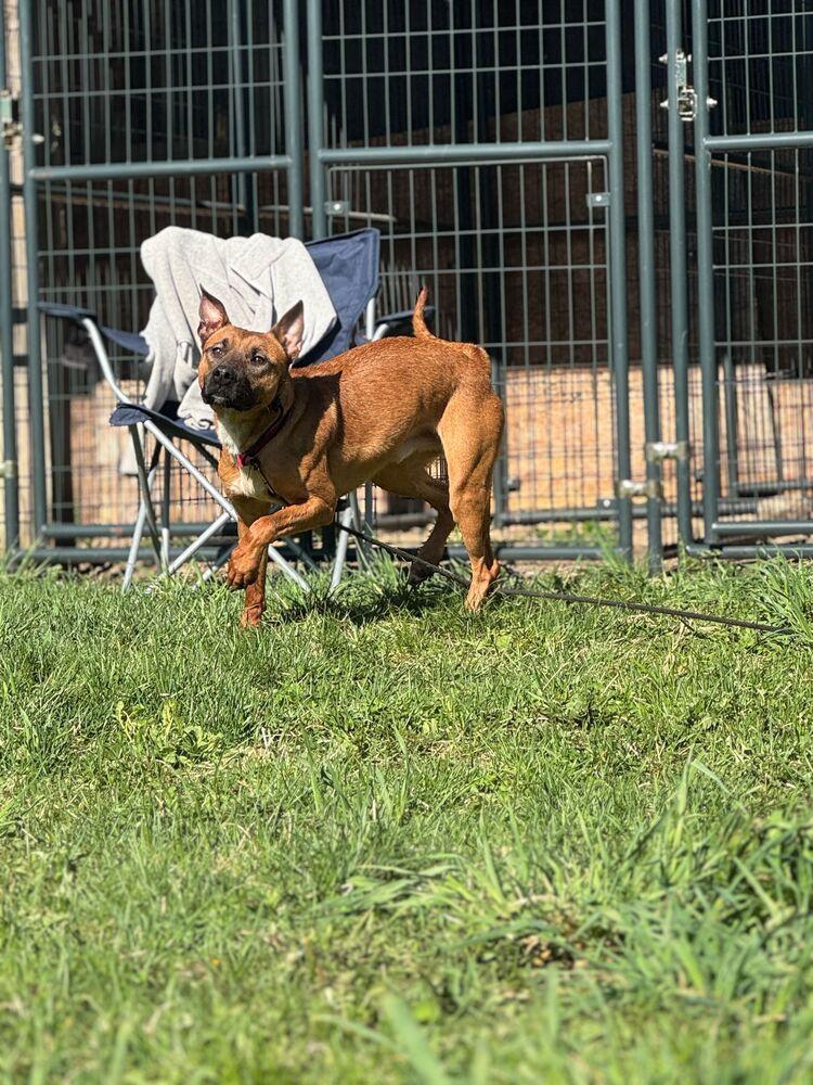 Fireball, a Adoptable mixed breed in Naperville, IL image 4/6