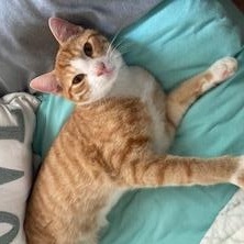 Sir Waffleton, Young Male unknown