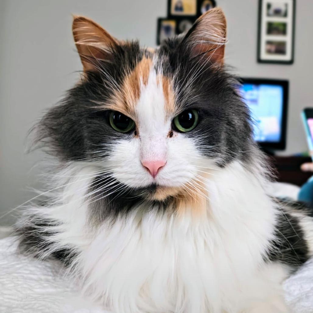 Enlarge Galway, an adopted Domestic Long Hair in Evanston, IL image 1/1