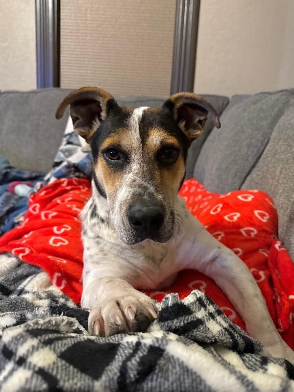 Ulysses, Adoptable, Adult Male Cattle Dog & Mixed Breed.