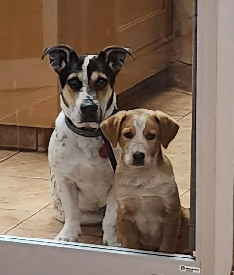 Enlarge Ulysses, a Adoptable mixed breed in Alma, WI image 2/6