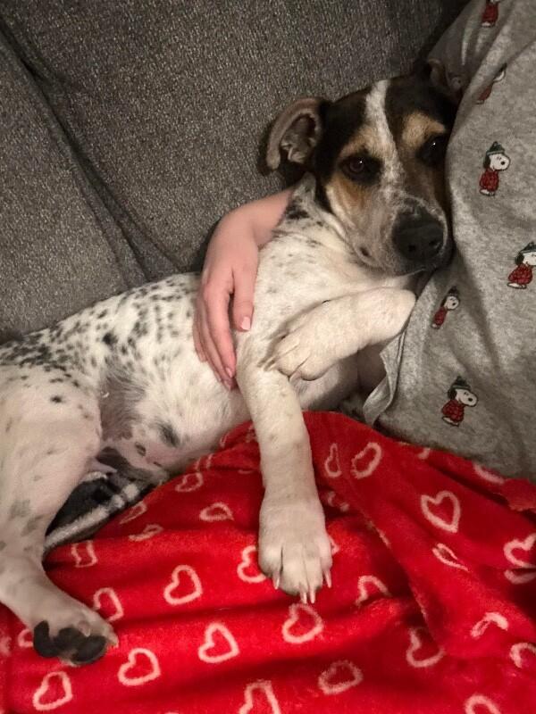 Enlarge Ulysses, a Adoptable mixed breed in Alma, WI image 3/6