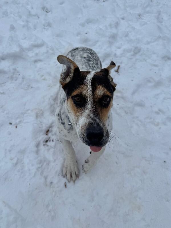 Enlarge Ulysses, a Adoptable mixed breed in Alma, WI image 4/6