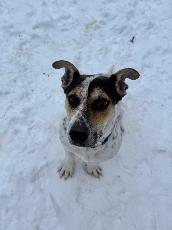 Enlarge Ulysses, a Adoptable mixed breed in Alma, WI image 5/6
