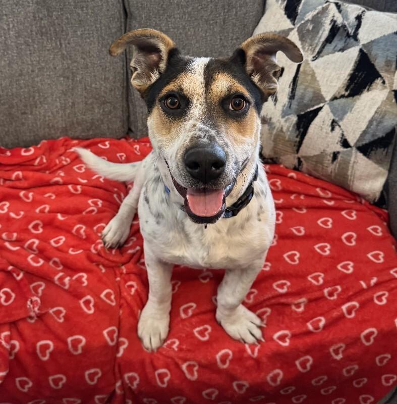 Enlarge Ulysses, a Adoptable mixed breed in Alma, WI image 6/6