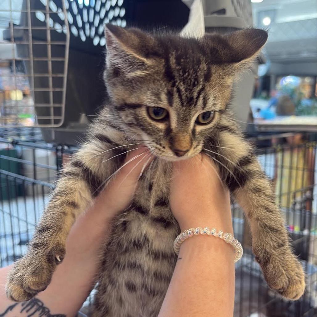 Enlarge Finnick, a Adoptable Domestic Short Hair in Hedgesville, WV image 1/1