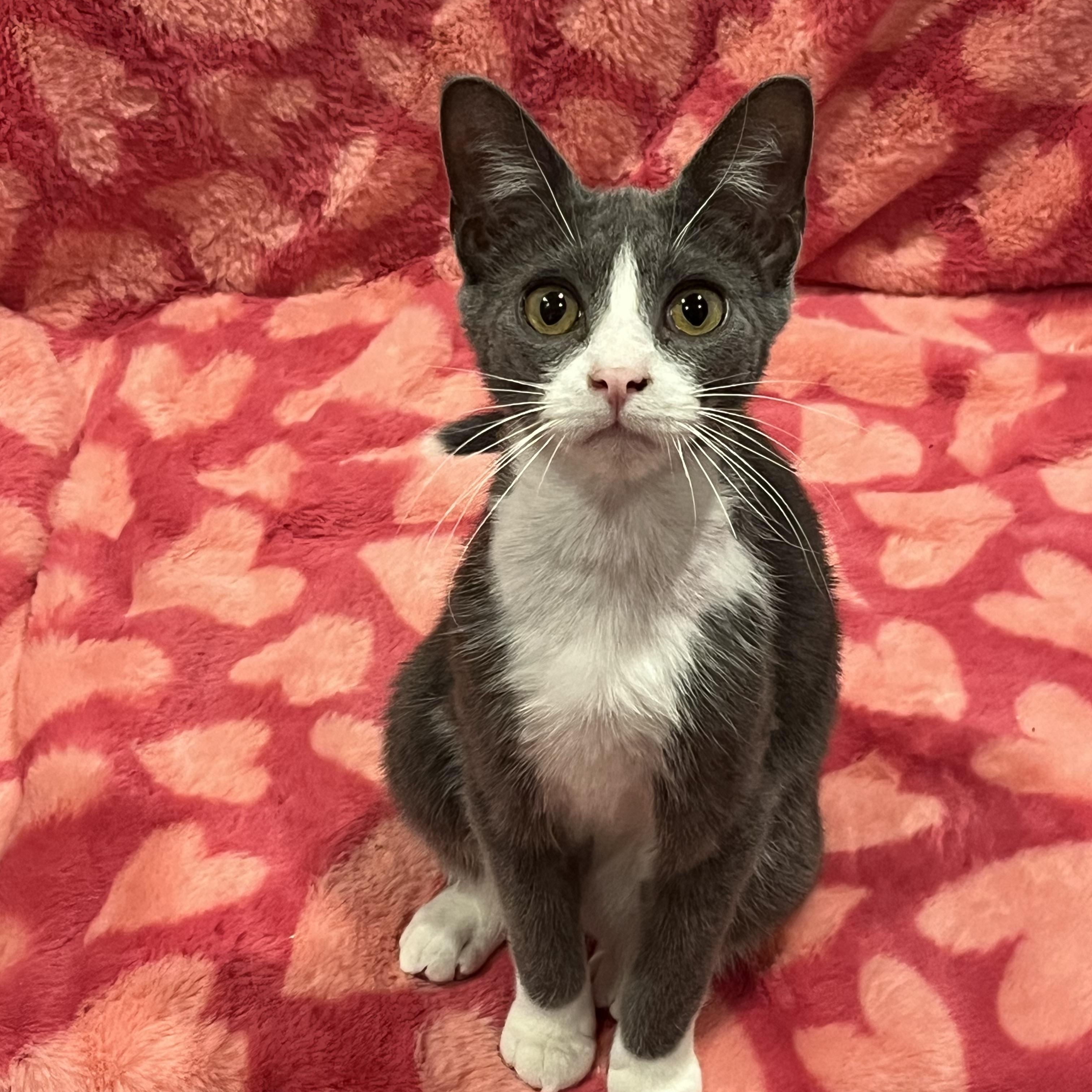 Mittens, ADOPTABLE, Kitten Male Domestic Short Hair.