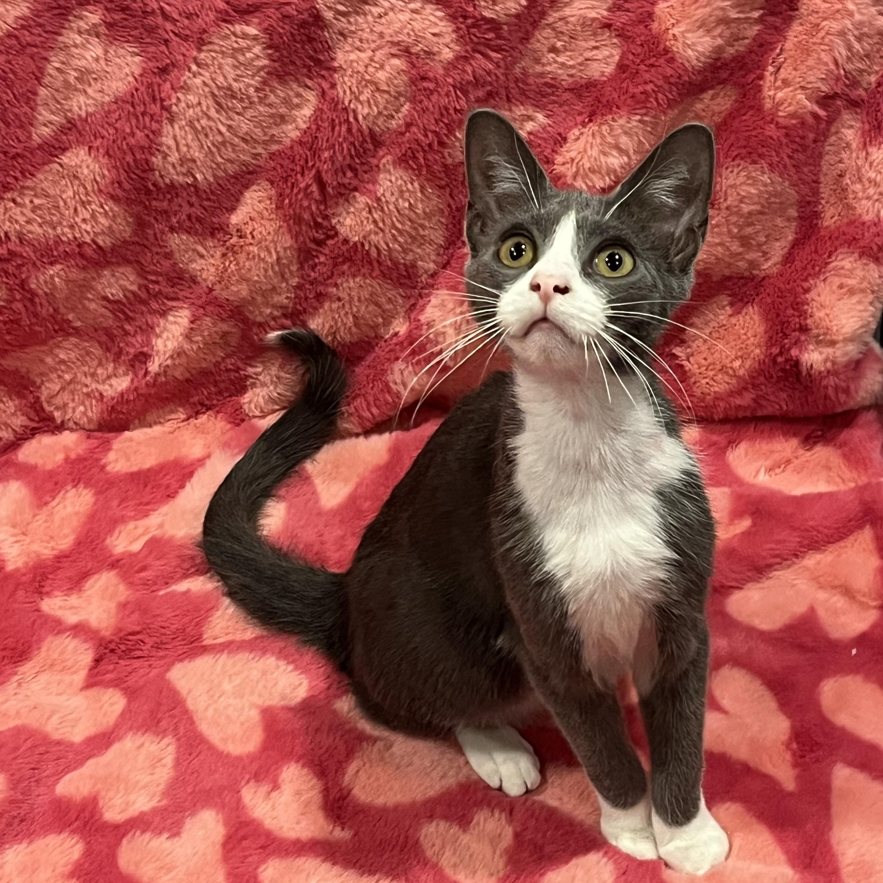 Enlarge Mittens, a ADOPTABLE Domestic Short Hair in Bloomsburg, PA image 2/2