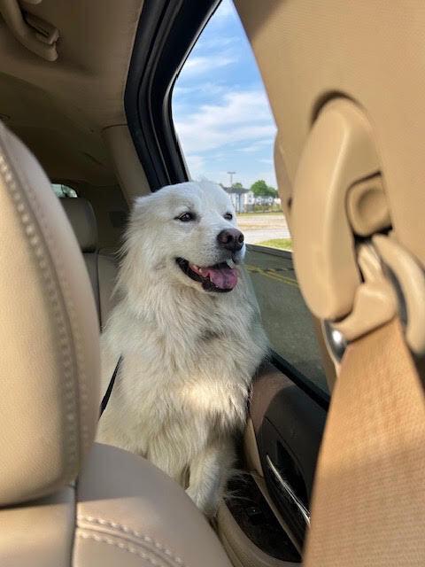 Delilah, Adoptable, Adult Female Great Pyrenees & Mixed Breed.