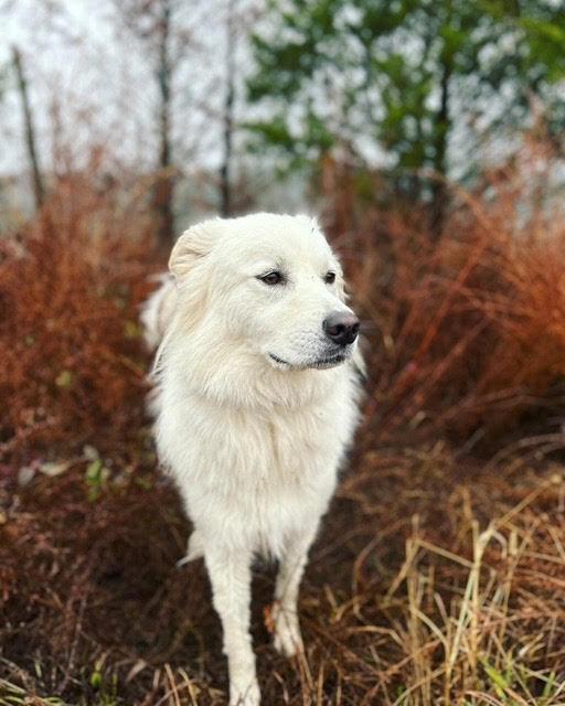 Delilah, a Adoptable mixed breed in Chattanooga, TN image 3/3