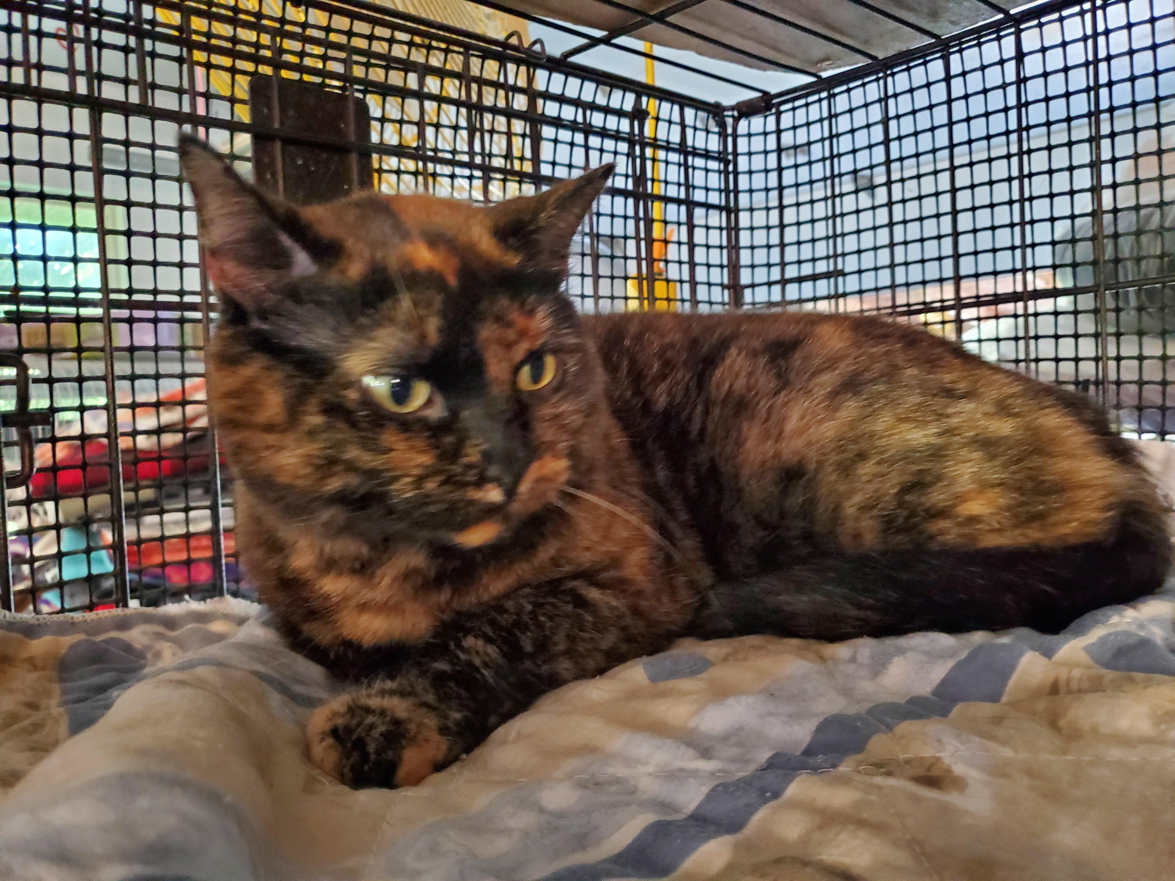Pookie, a Adoptable mixed breed in Howell, MI image 4/4
