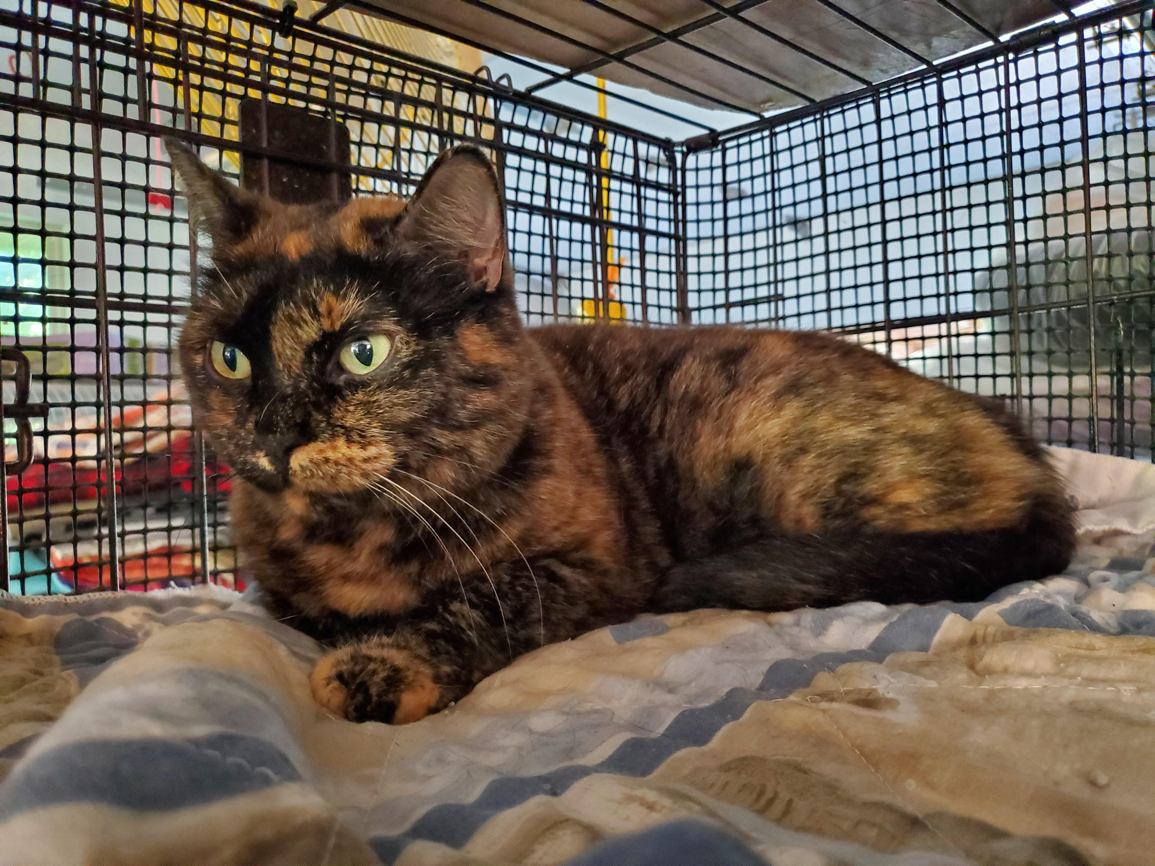 Pookie, a Adoptable mixed breed in Howell, MI image 3/4