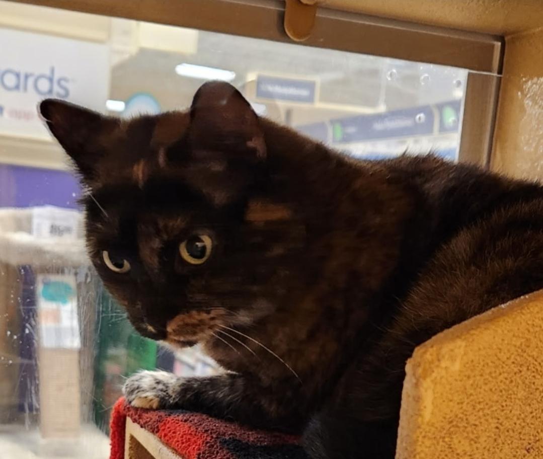 Pookie, a Adoptable mixed breed in Howell, MI image 2/4