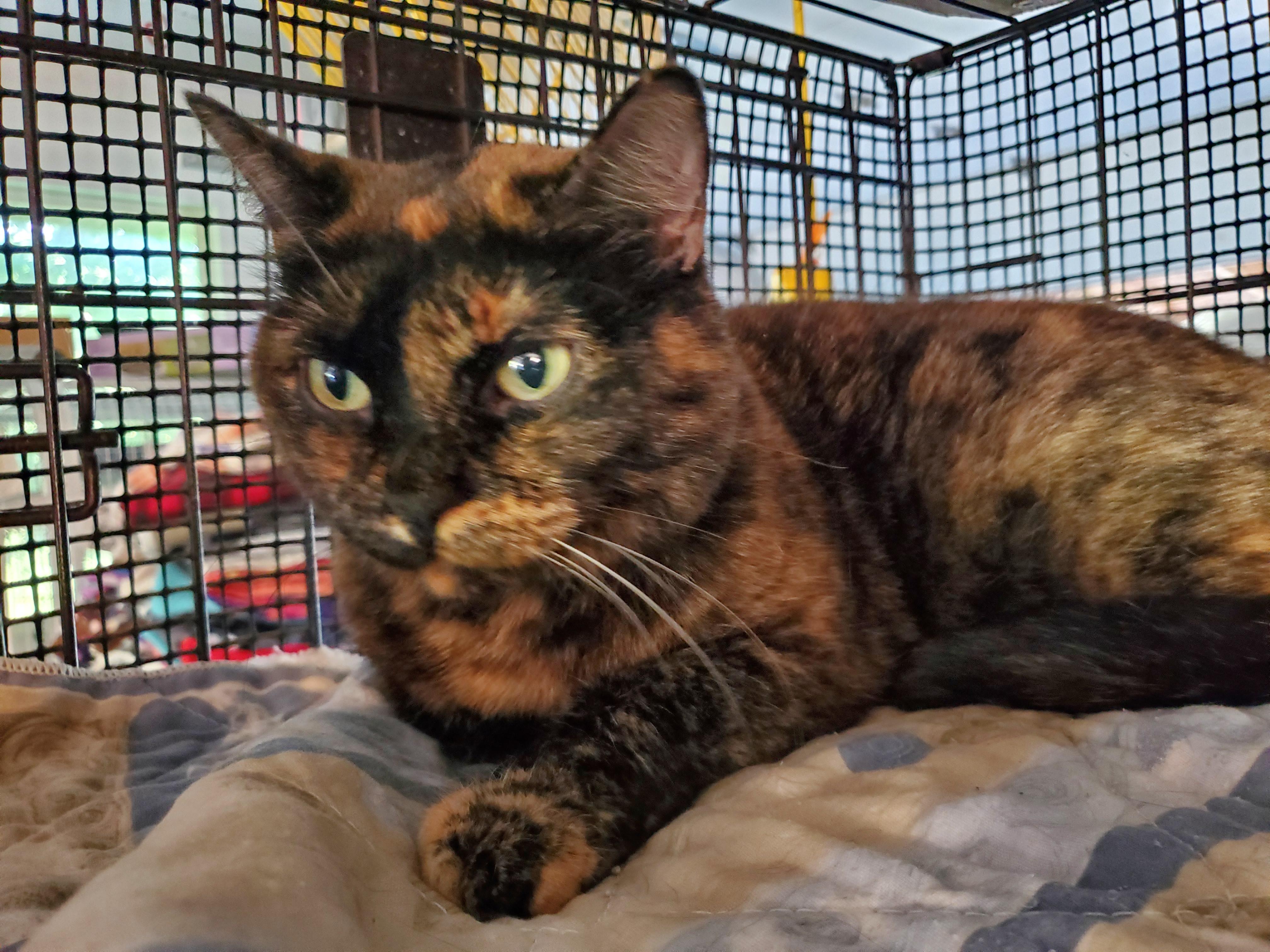 Pookie, a Adoptable mixed breed in Howell, MI image 1/4