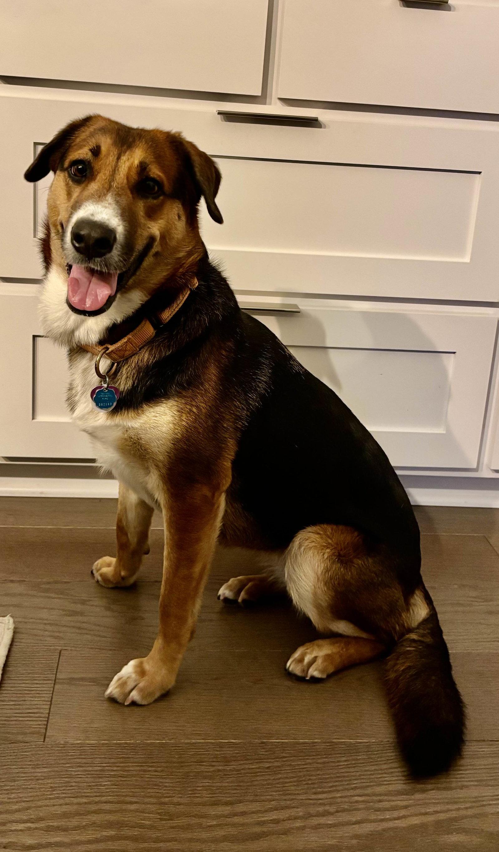 Riley, Adopted, Adult Female Hound.