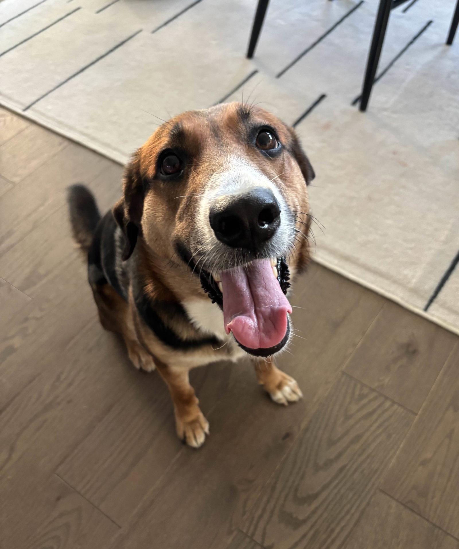 Enlarge Riley, a Adopted Hound in Fort Worth, TX image 2/3