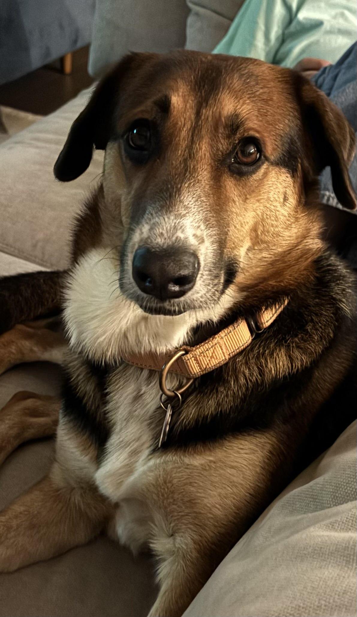 Enlarge Riley, a Adopted Hound in Fort Worth, TX image 3/3