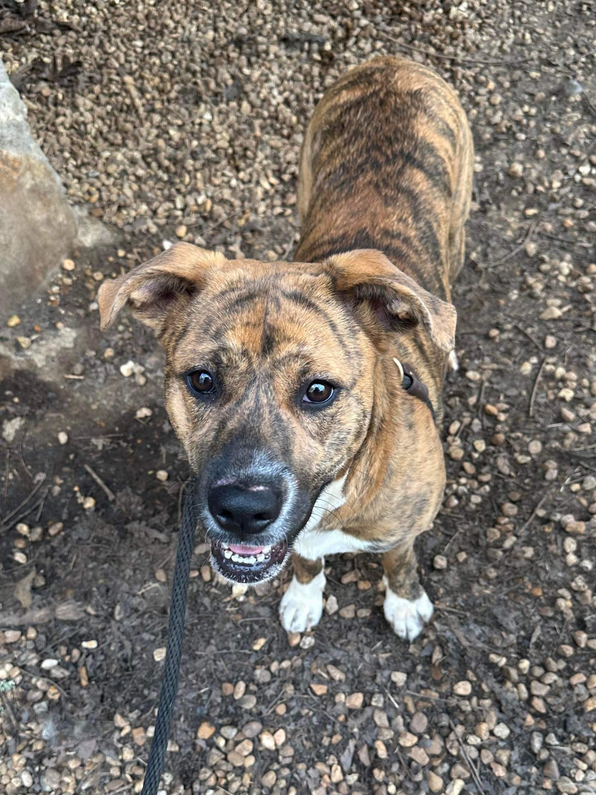 Enlarge Regan Riley, a Adoptable mixed breed in Roswell, GA image 1/3