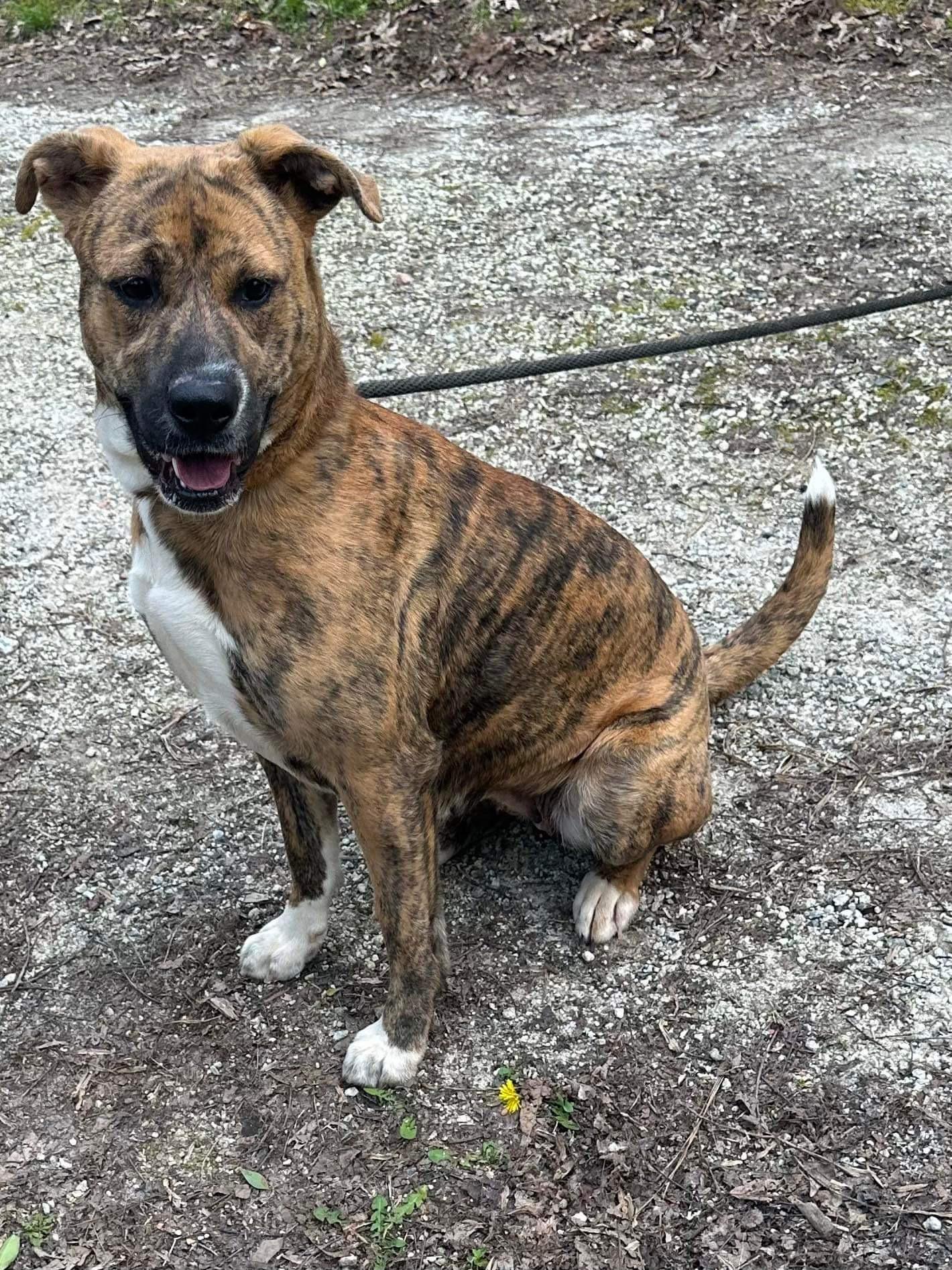 Enlarge Regan Riley, a Adoptable mixed breed in Roswell, GA image 2/3