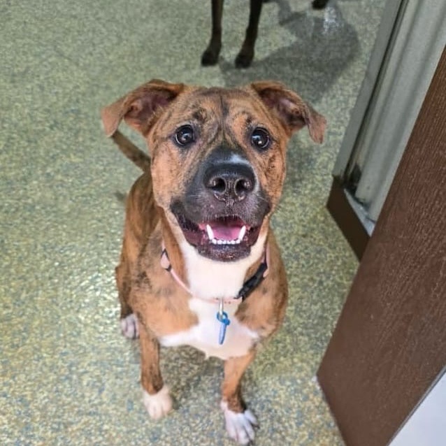Regan Riley, Adult Female Pit Bull Terrier