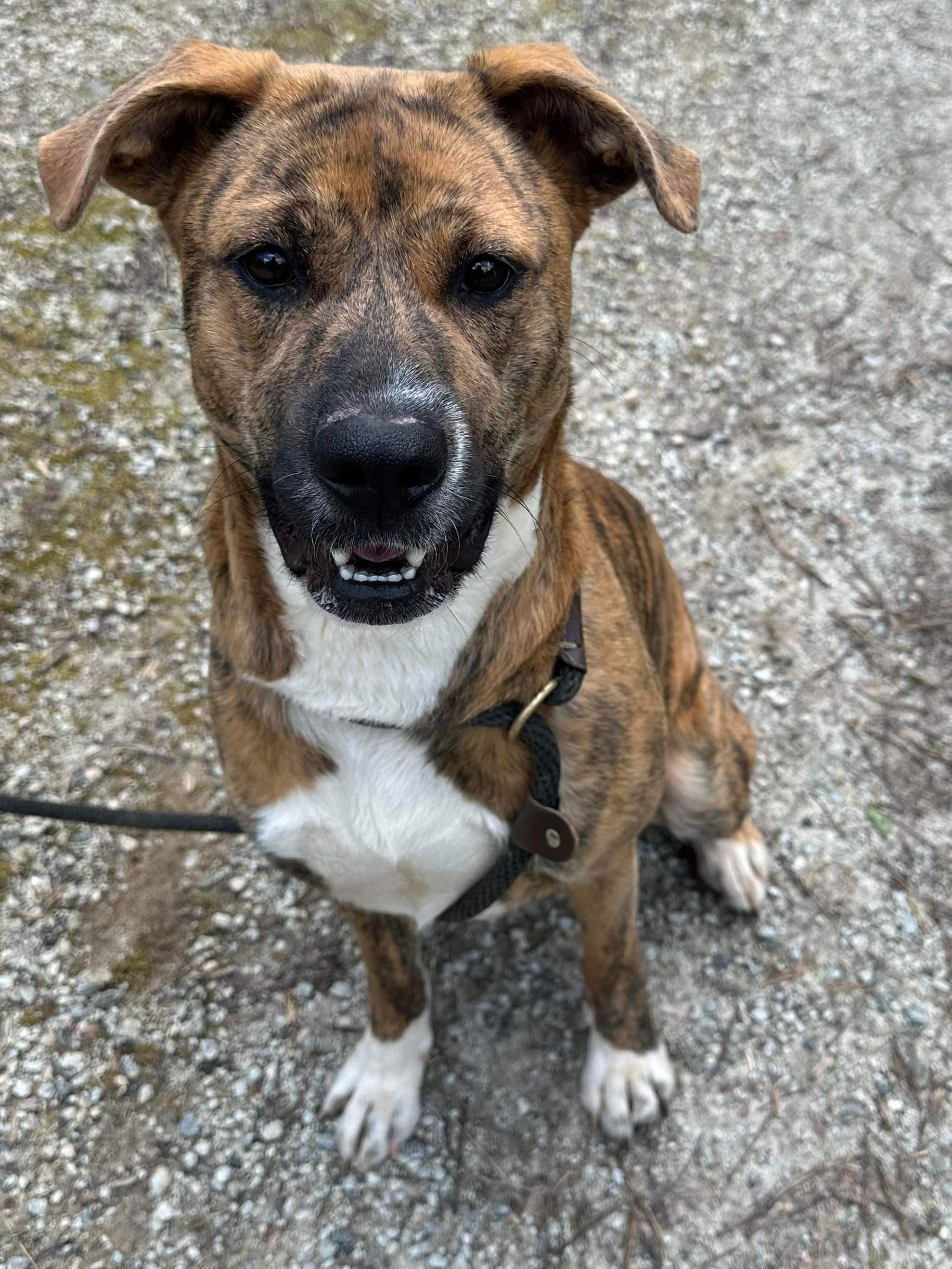 Enlarge Regan Riley, a Adoptable mixed breed in Roswell, GA image 3/3