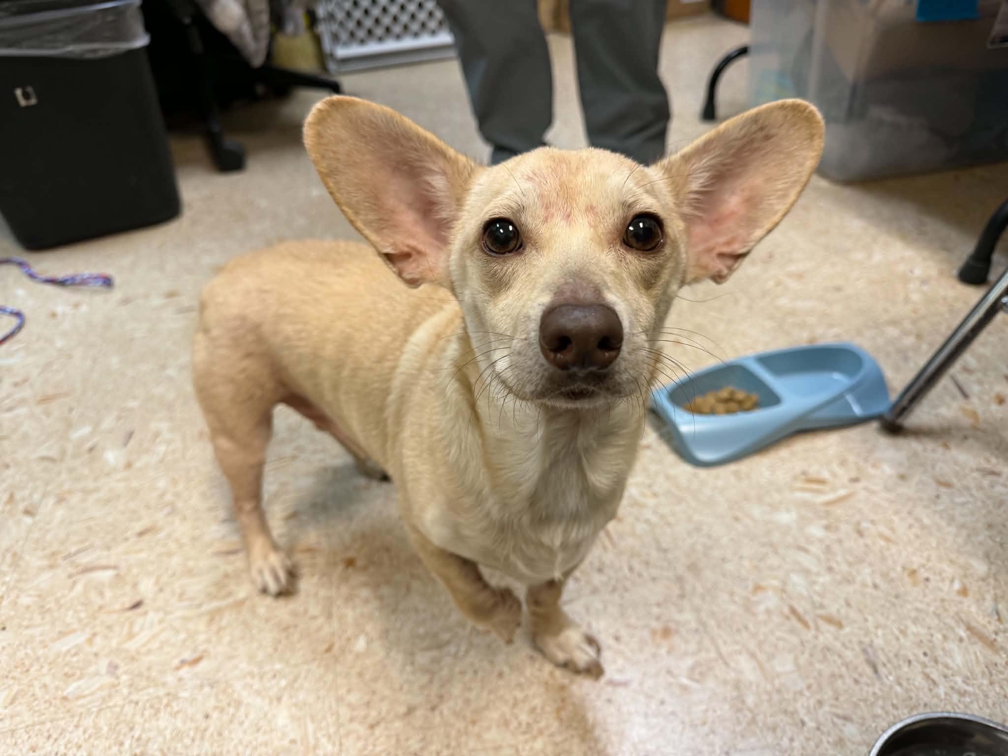 Enlarge Randall, a Adoptable mixed breed in Broken Arrow, OK image 1/1