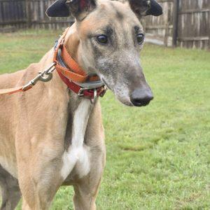CET TEDDY, Adoptable, Adult Male Greyhound.