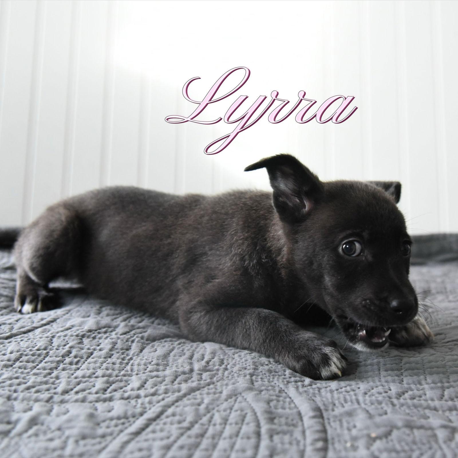 Lyrra — thumbnail 3