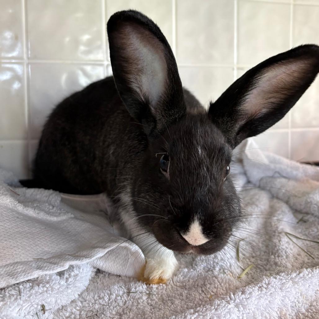 Moochie(bonded to Lotus), Adoptable, Young Female Hotot & Hotot.