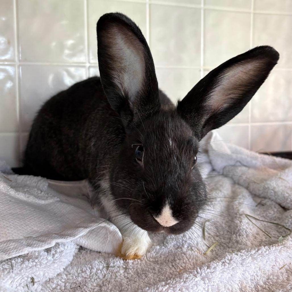Enlarge Moochie(bonded to Lotus), a Adoptable mixed breed in West Des Moines, IA image 2/2