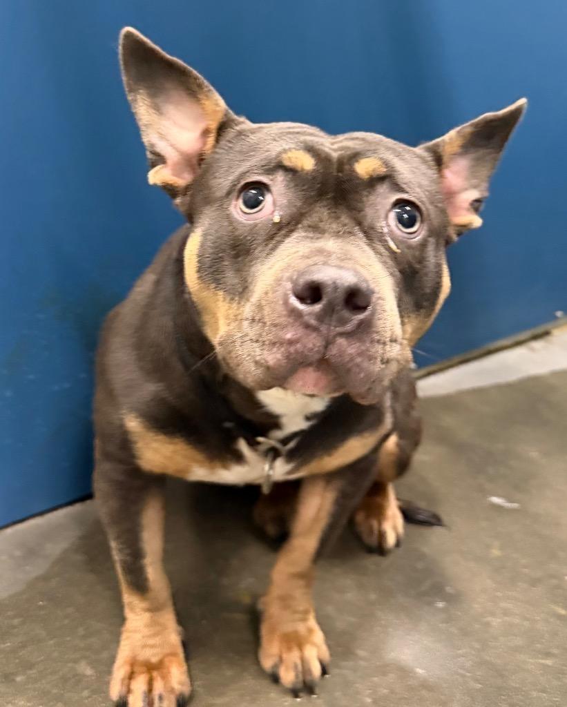 Queenie, Adoptable, Young Female American Bulldog.