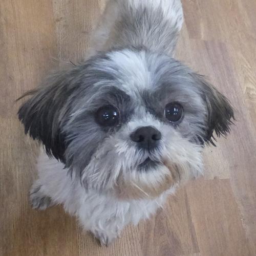 MINNIE, Senior Female Shih Tzu