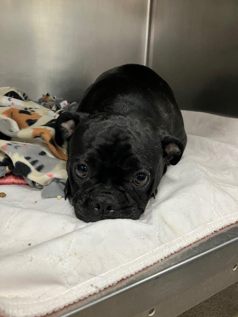 Magnolia, Adoptable, Young Female Boston Terrier & Pug.