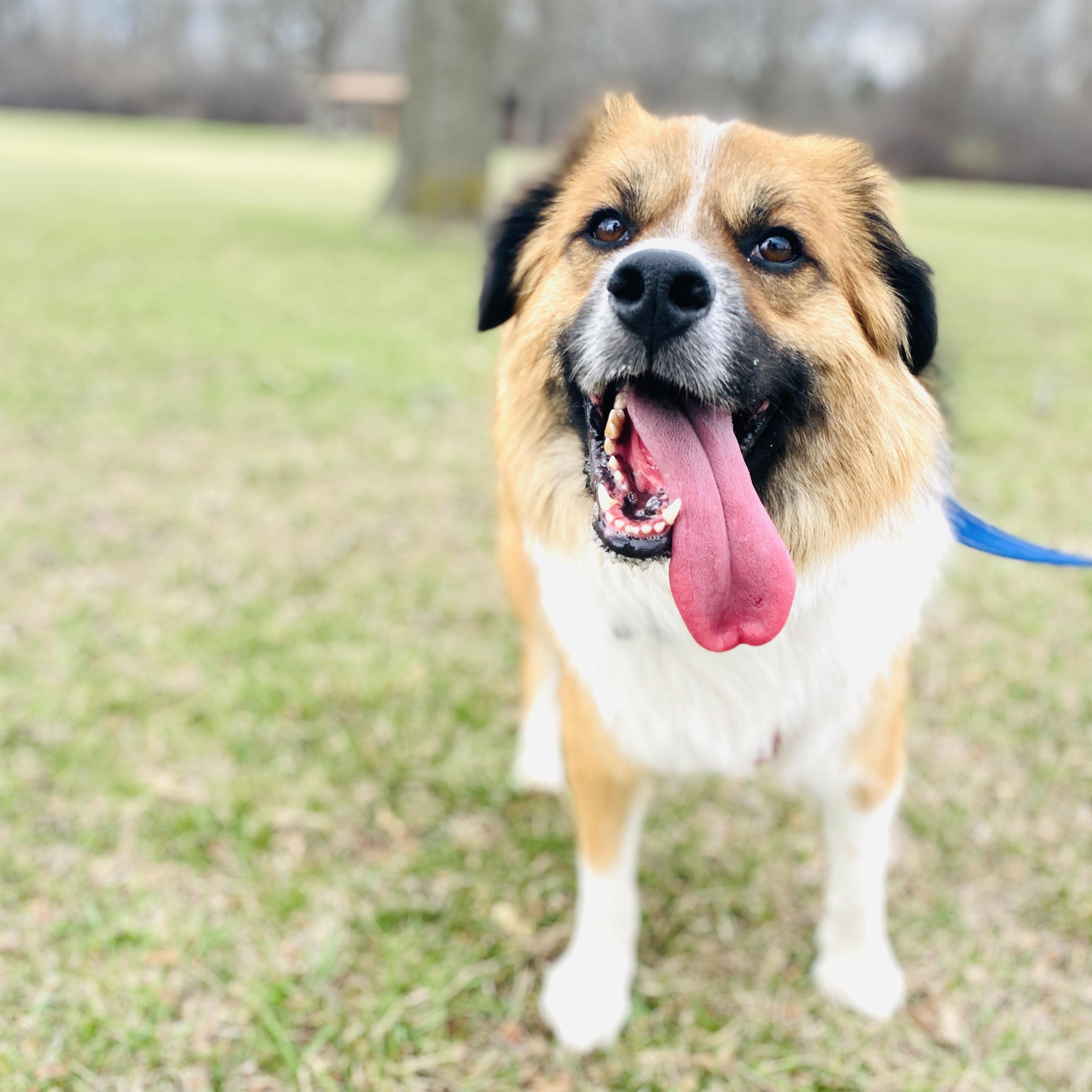 Puppy, an adoptable Chow Chow, Collie in Palatine, IL, 60067 | Photo Image 2