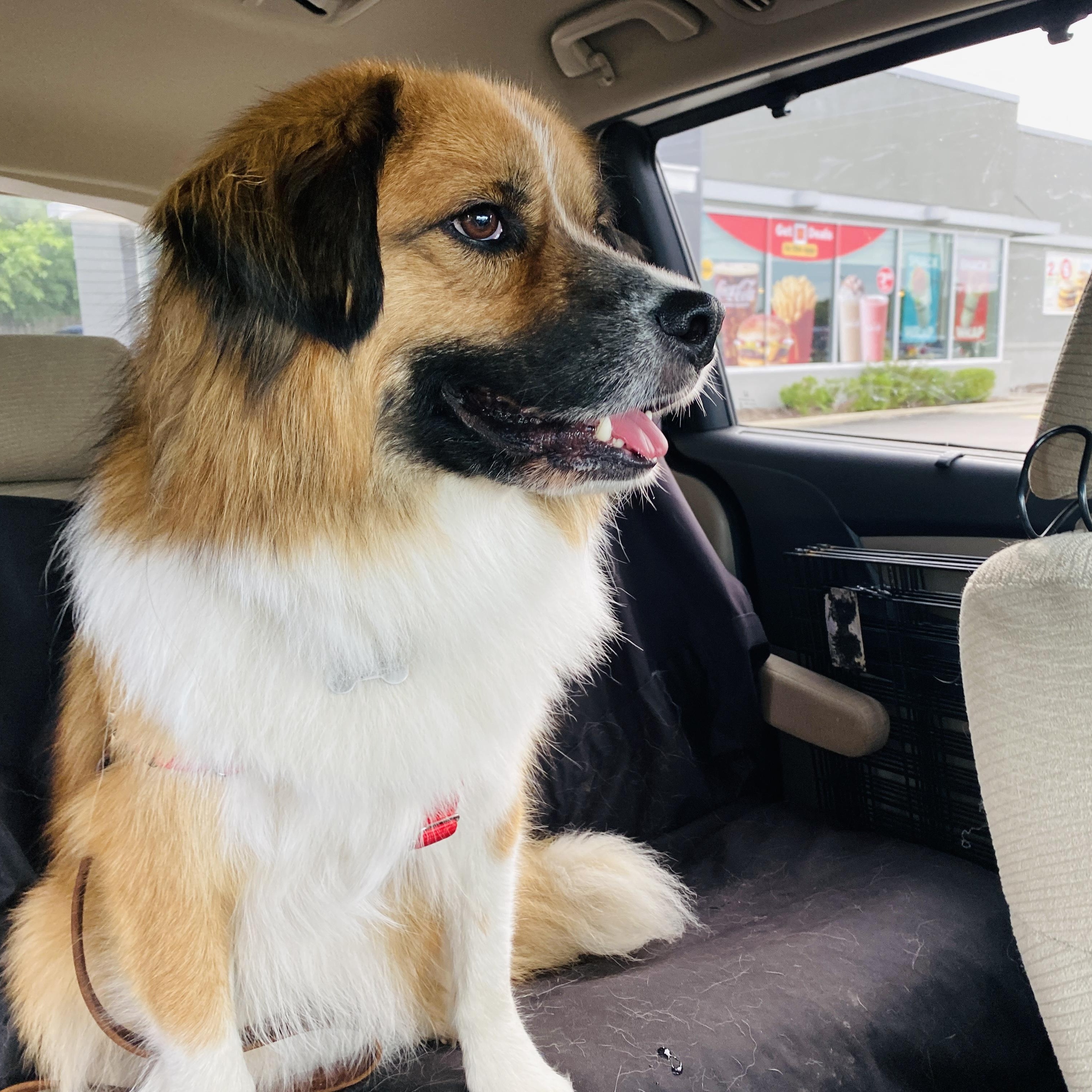 Puppy, an adoptable Chow Chow, Collie in Palatine, IL, 60067 | Photo Image 4