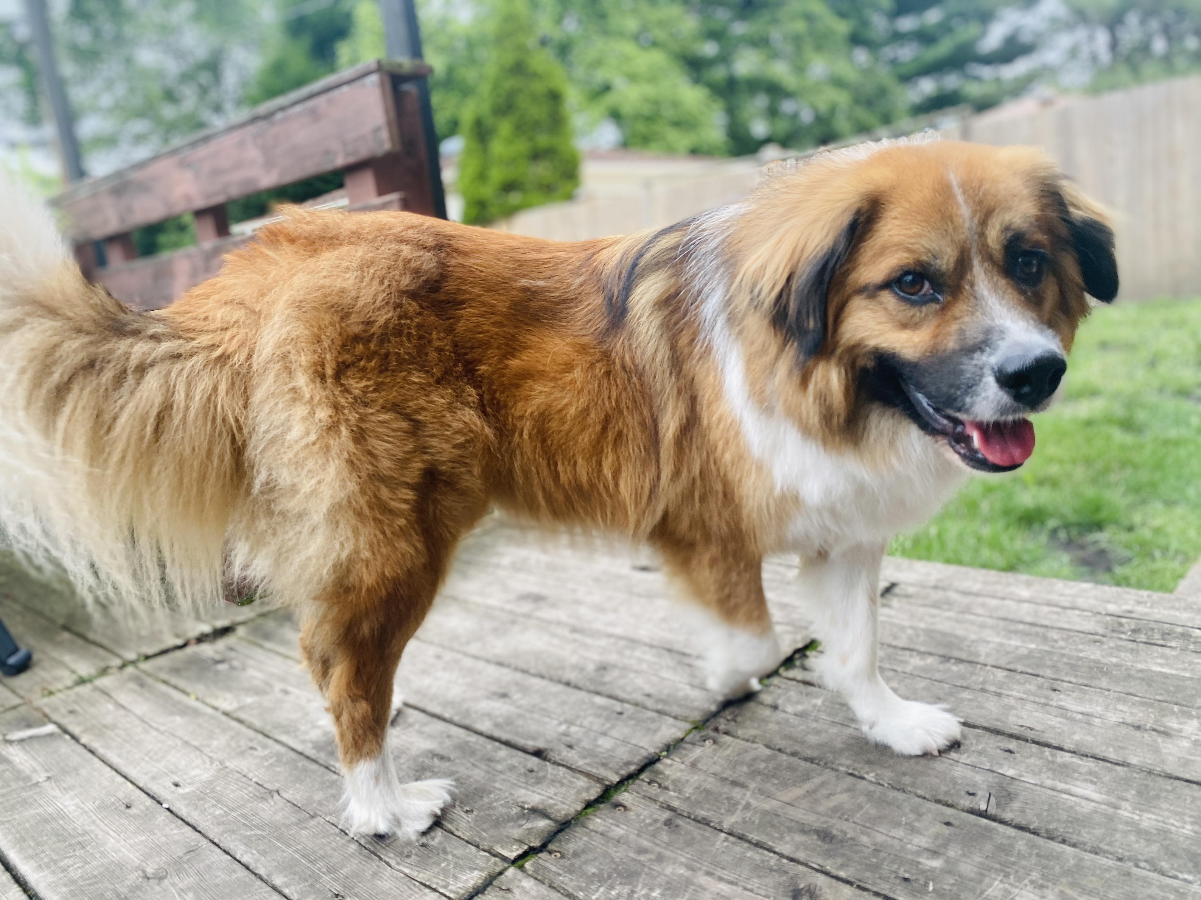 Puppy, an adoptable Chow Chow, Collie in Palatine, IL, 60067 | Photo Image 3