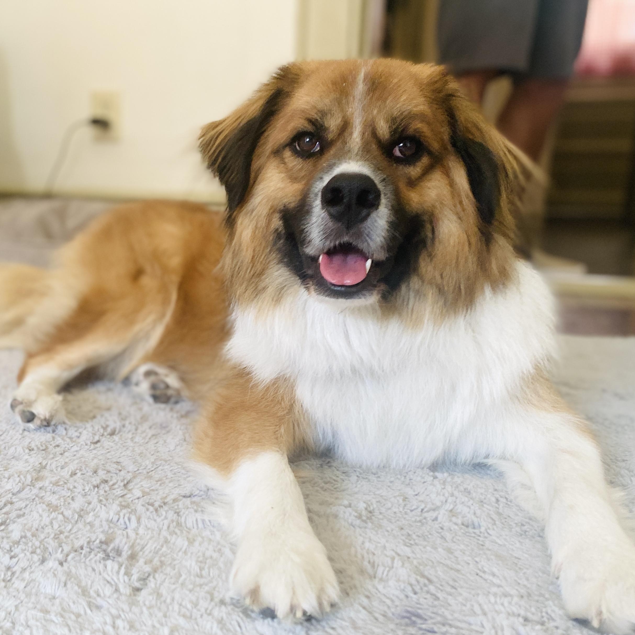 Puppy, an adoptable Chow Chow, Collie in Palatine, IL, 60067 | Photo Image 1