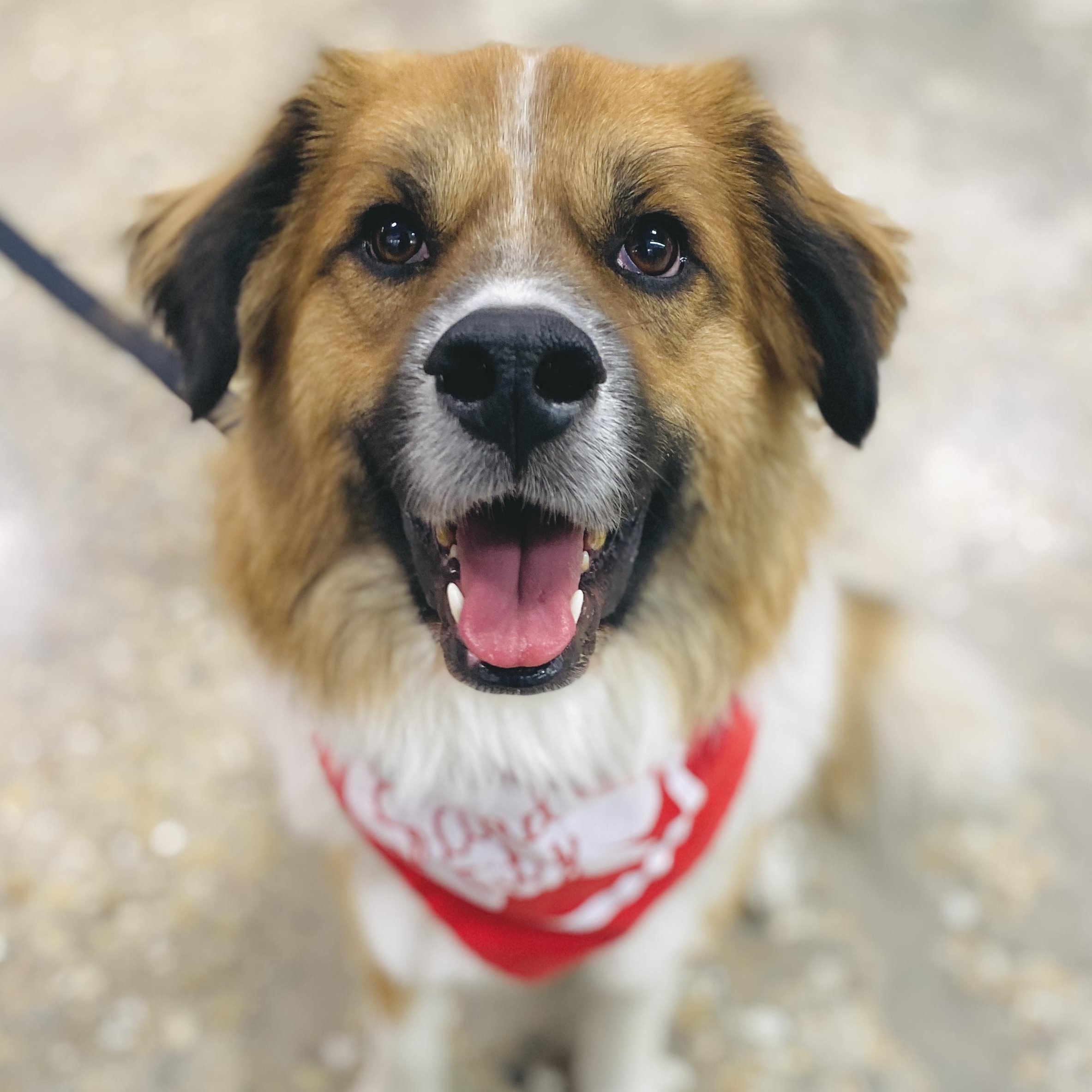 Puppy, an adoptable Chow Chow, Collie in Palatine, IL, 60067 | Photo Image 5