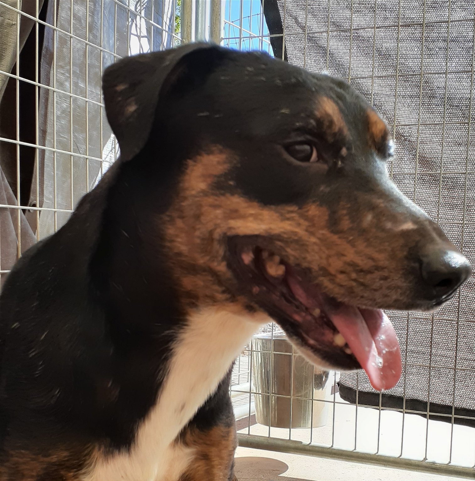 Enlarge Bolt, a Adopted mixed breed in Flagstaff, AZ image 2/4