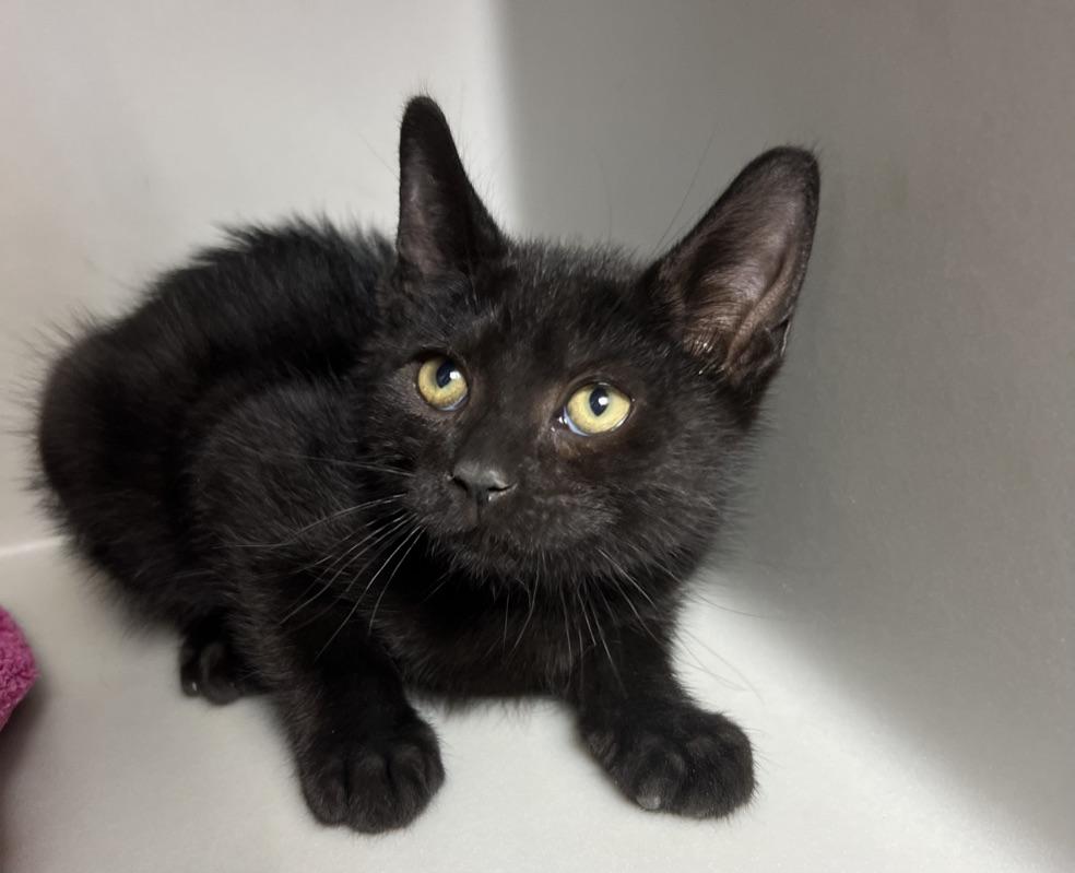 Baloo, Young Male unknown