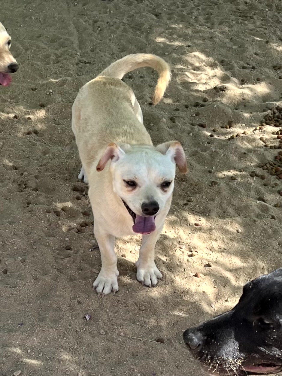 Chico & Lola photo 3