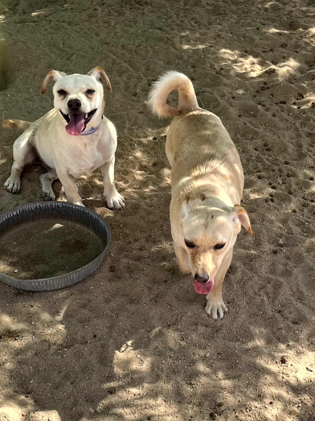 Chico & Lola, a Adopted Chihuahua in Indio, CA image 2/5
