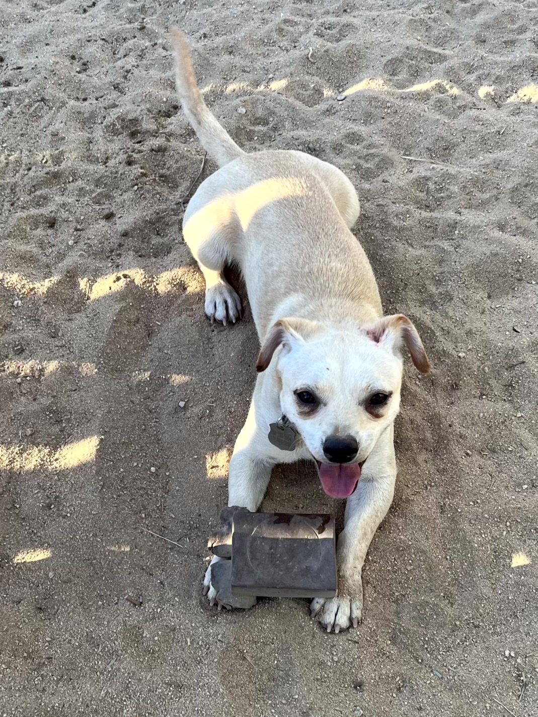 Chico & Lola, a Adopted Chihuahua in Indio, CA image 5/5