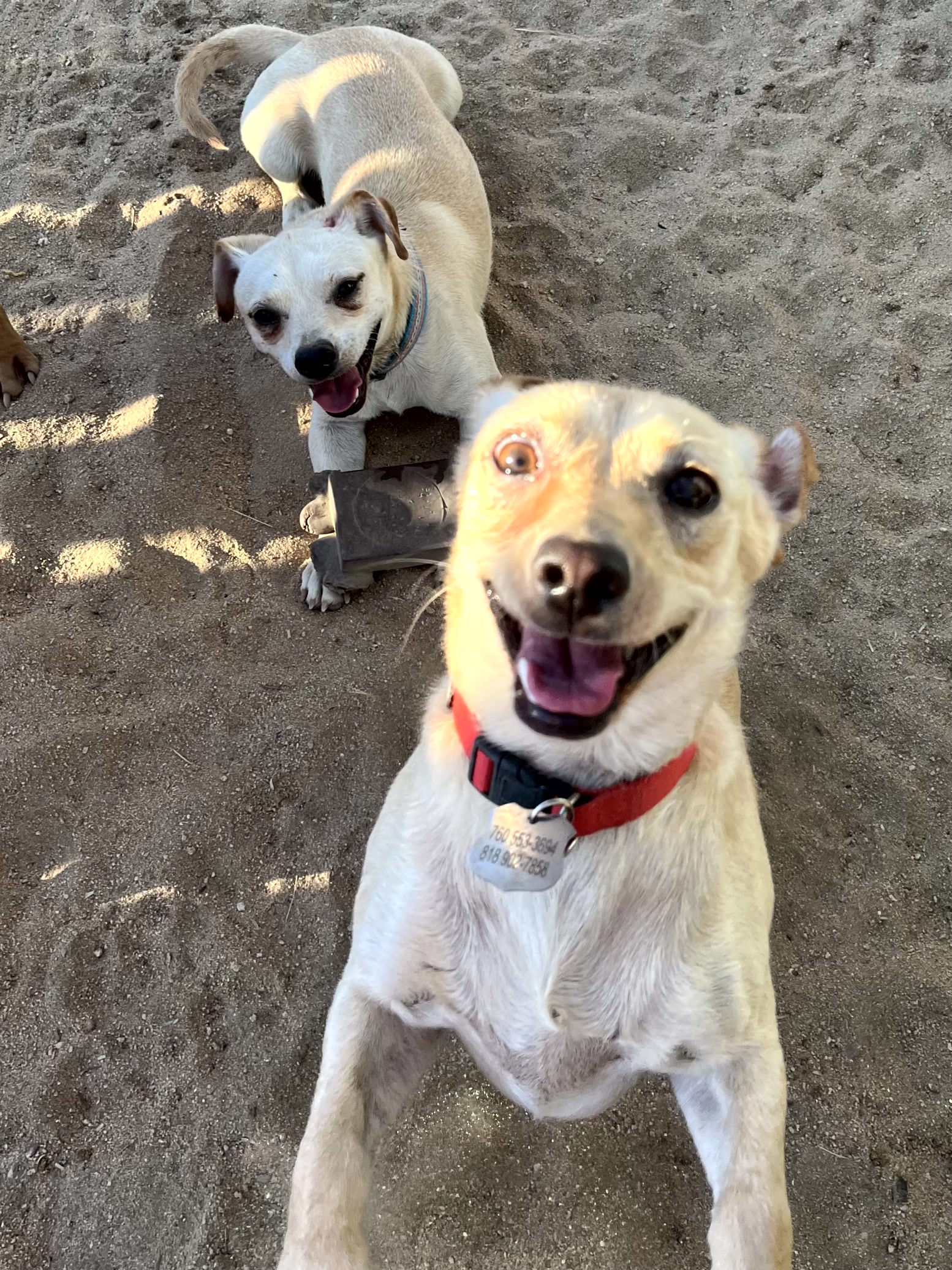 Chico & Lola, a Adopted Chihuahua in Indio, CA image 1/5