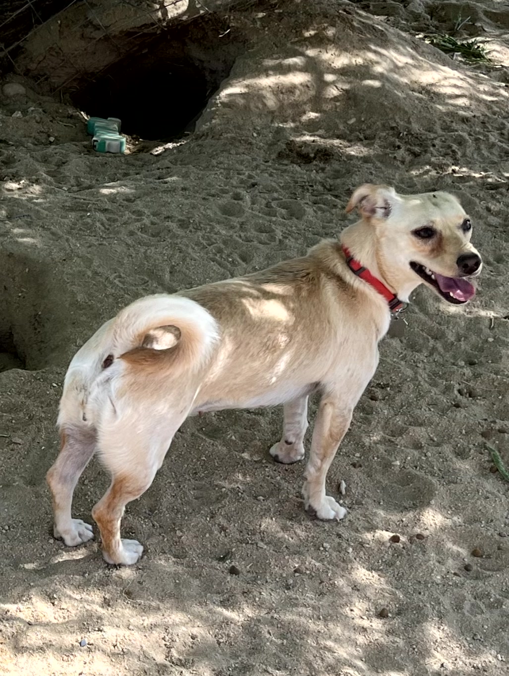 Chico & Lola, a Adopted Chihuahua in Indio, CA image 4/5