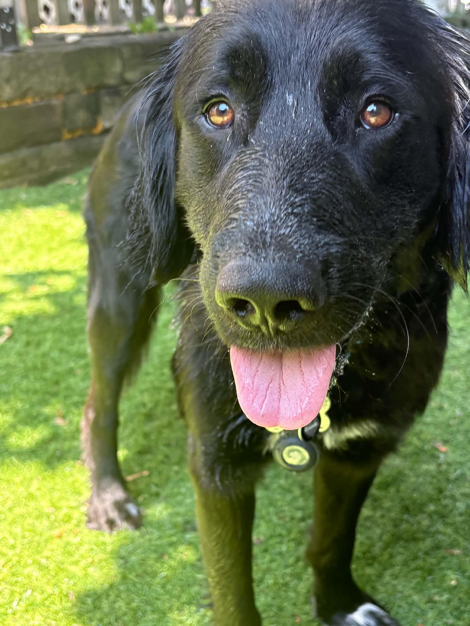 Nick (Buddy), a Adoptable mixed breed in Grand Rapids, MI image 4/4